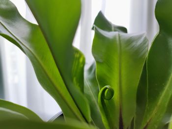 The bird's nest fern or asplenium nidus.picture of green fern leaves and young leaves showing curl.