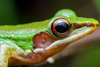 Close-up of lizard