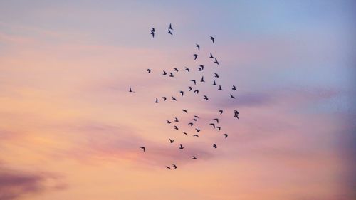 Low angle view of birds flying in sky