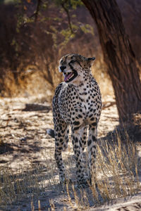 Close-up of cheetah