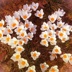 Close-up of white daisy flowers