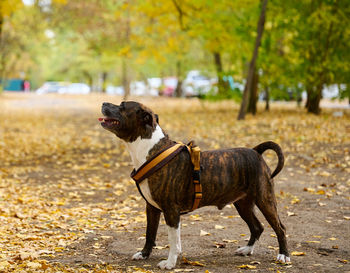 Dog american pit bull terrier stands in the autumn park. tongue sticking out of the mouth, good dog