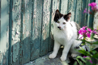 Portrait of cat