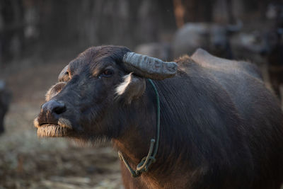 Thai buffalo