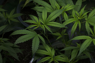 Cannabis plant photography