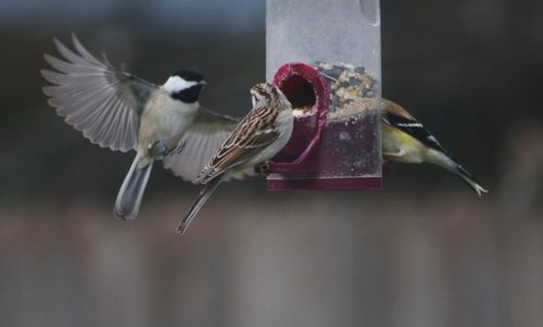 Close-up of birds flying