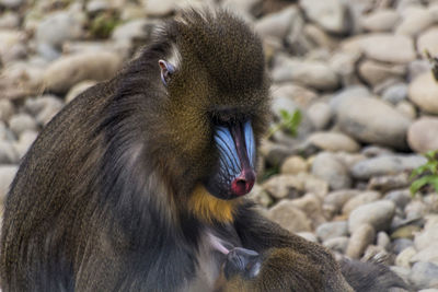 Close-up of monkey on rock