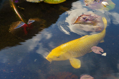 High angle view of fish in sea