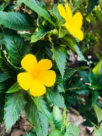 Close-up of yellow flowers blooming outdoors