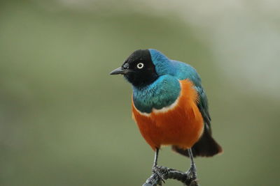 A superb starling