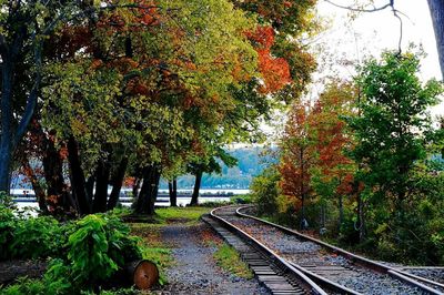 Railroad track amidst trees