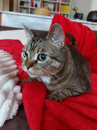 Close-up of cat looking away