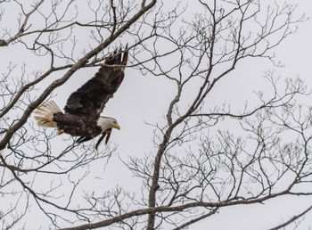 Low angle view of birds perching on tree