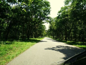 Country road along trees