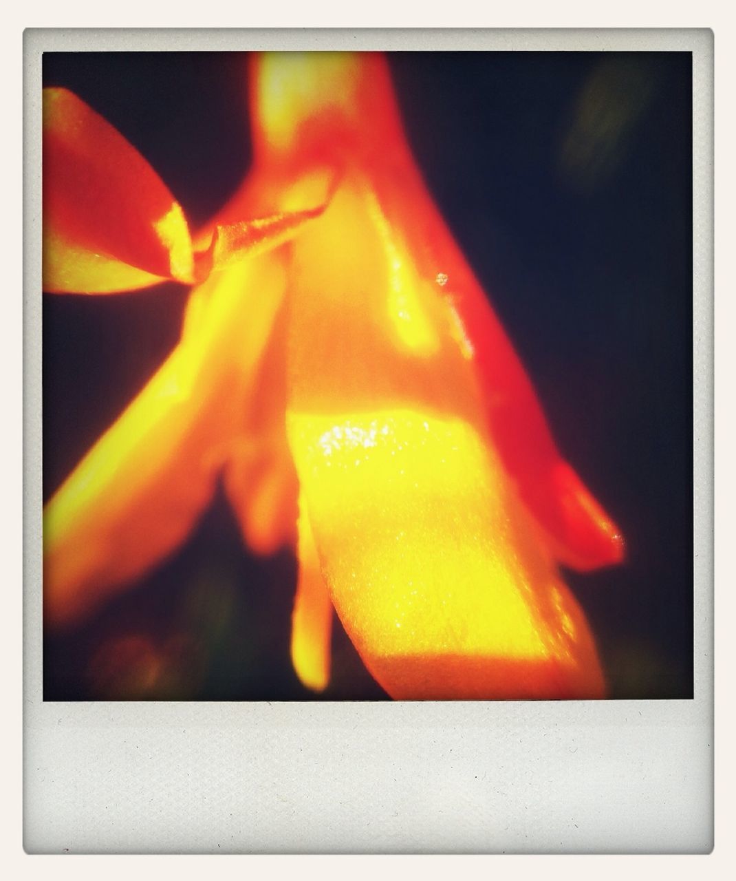 CLOSE-UP OF ORANGE