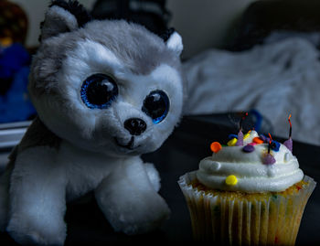 Close-up of dog with toy