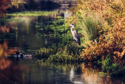 Heron fishing on a stream