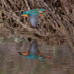 Two birds in a lake