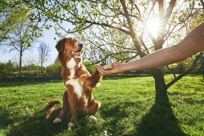Cropped image of woman doing handshake with dog