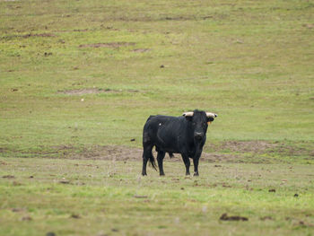 Cow on field