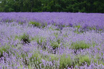 A sea of lavender blooming