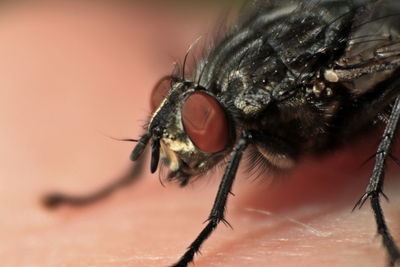 Close-up of fly