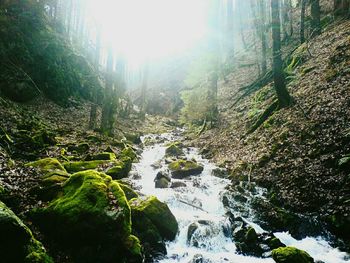 Stream flowing through forest