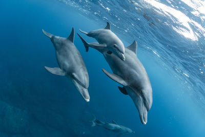 Swans swimming in sea