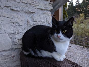 Portrait of cat sitting on wall