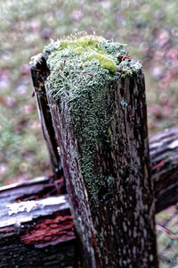 Close-up of tree trunk