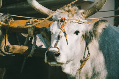 Close-up of ox and cart