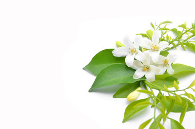 Close-up of white flower