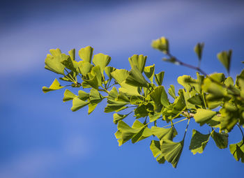 Low angle view of yellow flowers