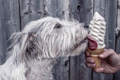 Cropped hand feeding ice cream cone to dog against fence