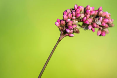 Close-up of flowers over black background