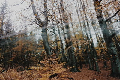 Trees in forest during autumn