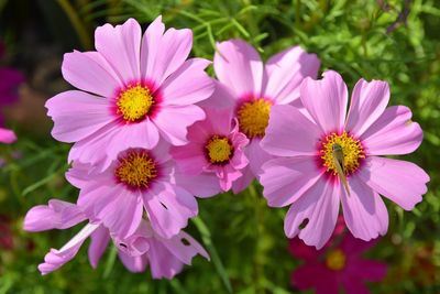 Close-up of flowers blooming outdoors