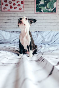 Dog sitting on bed at home