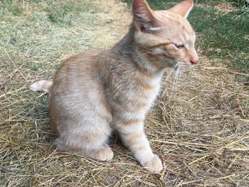 Cat looking away