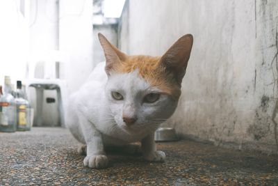 Portrait of cat looking at camera