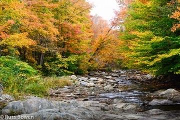 Scenic view of forest