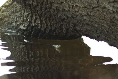 Close-up of duck swimming in lake