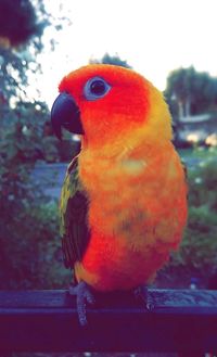 Close-up of parrot