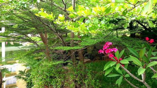 Flowers growing on tree