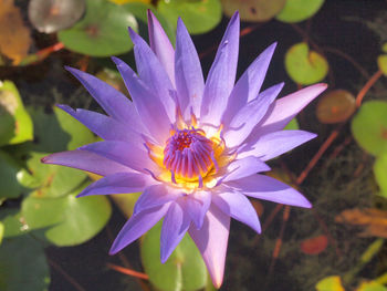 Close-up of purple water lily