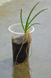 Leek seeds in plastic pots