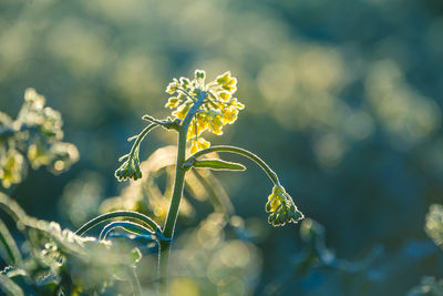 Beautiful yellow canola flowers blooming in the field in spring. 