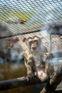 Monkeys sitting on fence at zoo