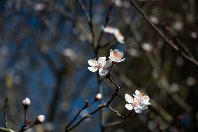 Close-up of white cherry blossoms in spring