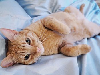 Portrait of cat relaxing on bed at home